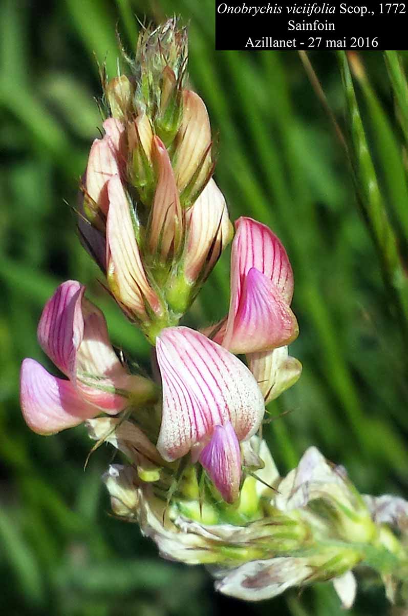Onobrychis viciifolia Scop., 1772 #45718