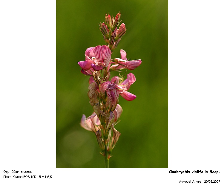 Onobrychis viciifolia Scop. (L esparcette) #4387