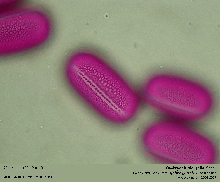 Onobrychis viciifolia Scop. (L esparcette) #4386