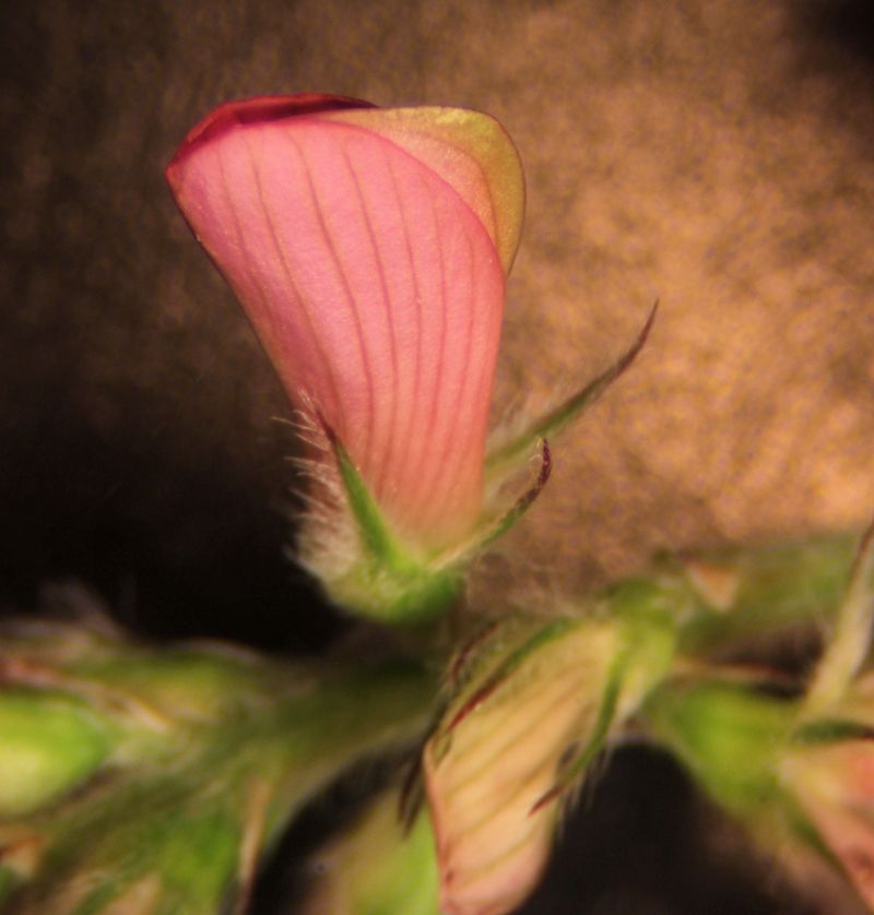 Onobrychis viciifolia-Esparcette #63503