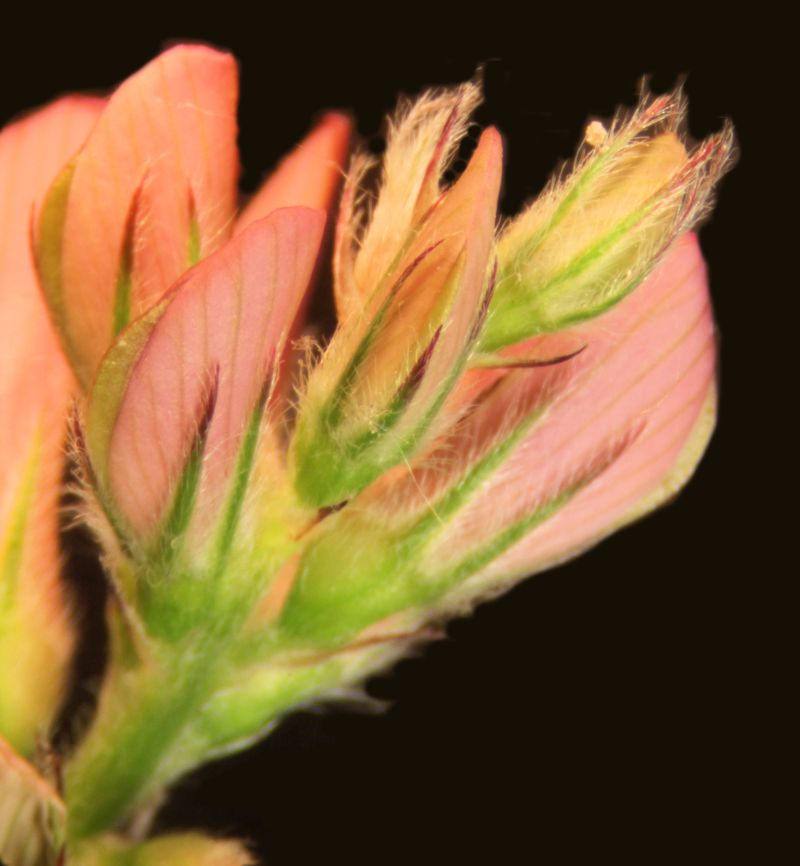 Onobrychis viciifolia-Esparcette #63500