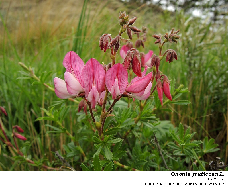 Ononis fruticosa L. #52086