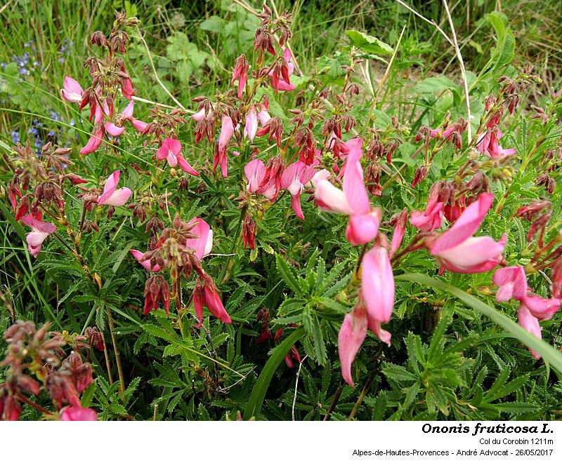 Ononis fruticosa L. #52084