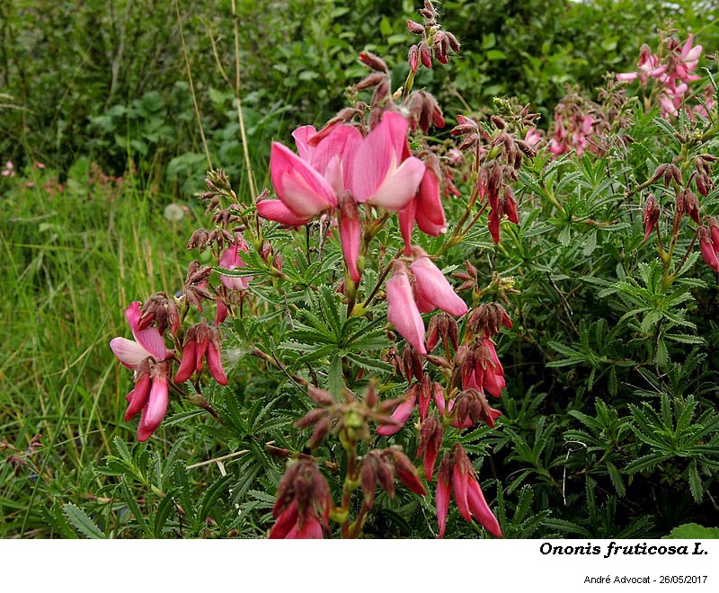 Ononis fruticosa L. #52085