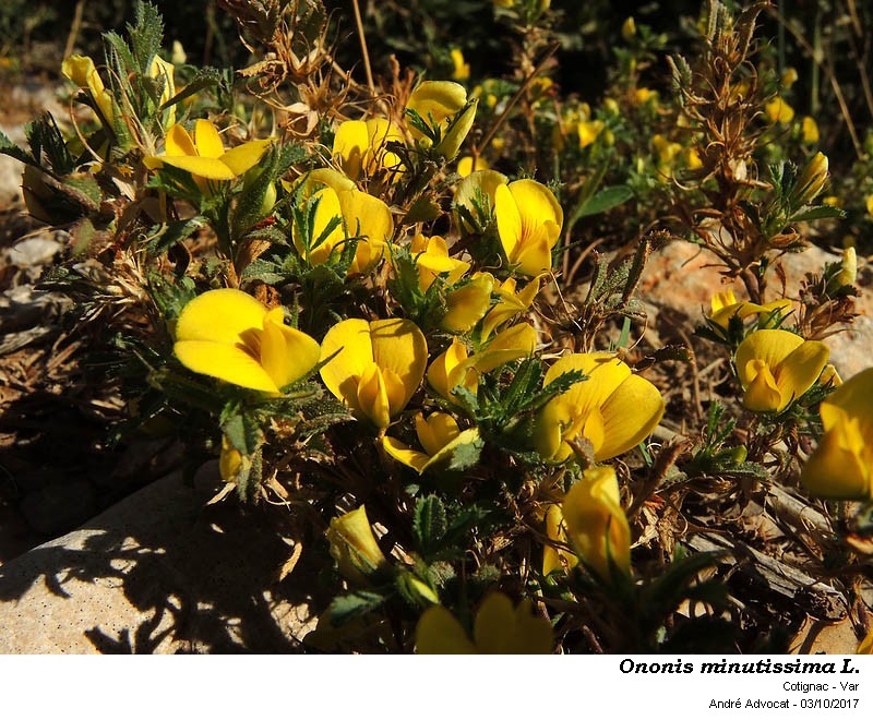 Ononis minutissima L. #52054