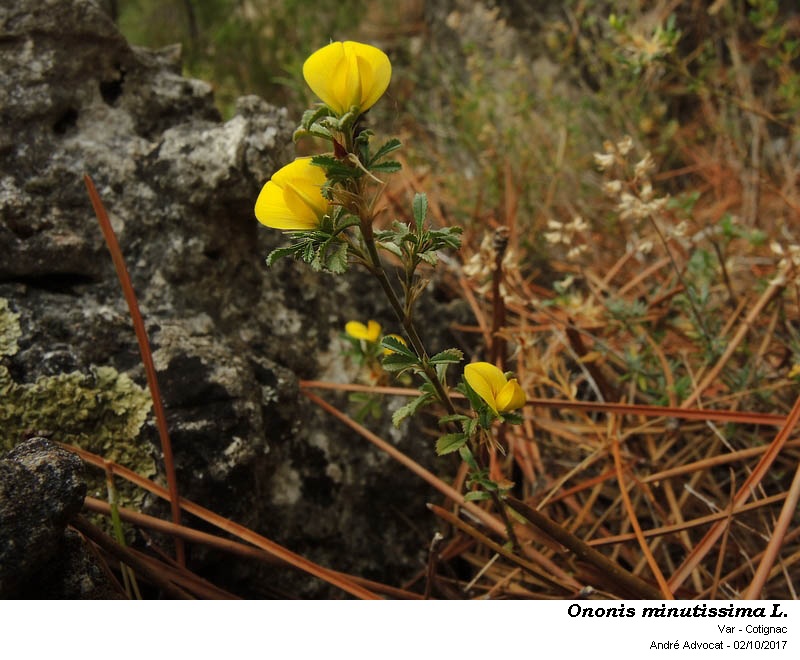 Ononis minutissima L. #52055