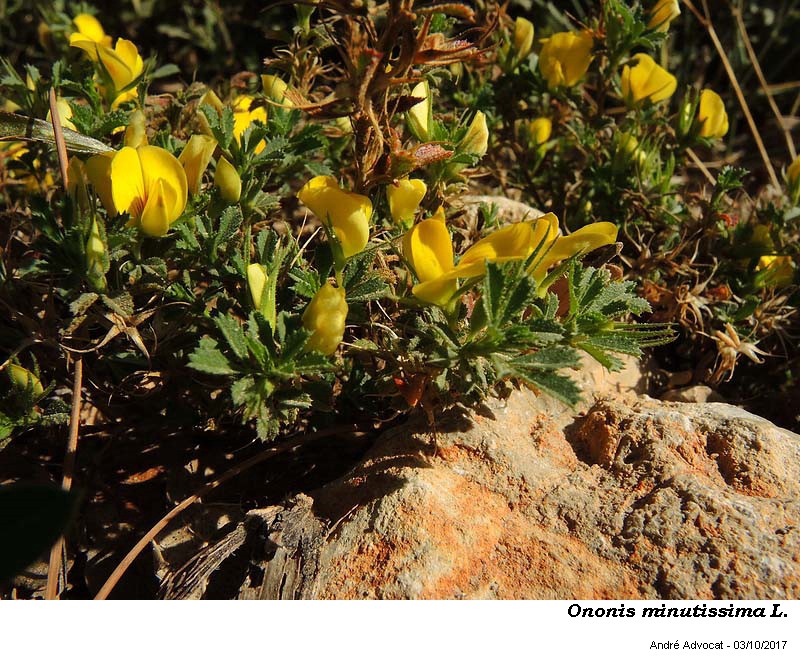 Ononis minutissima L. #52056