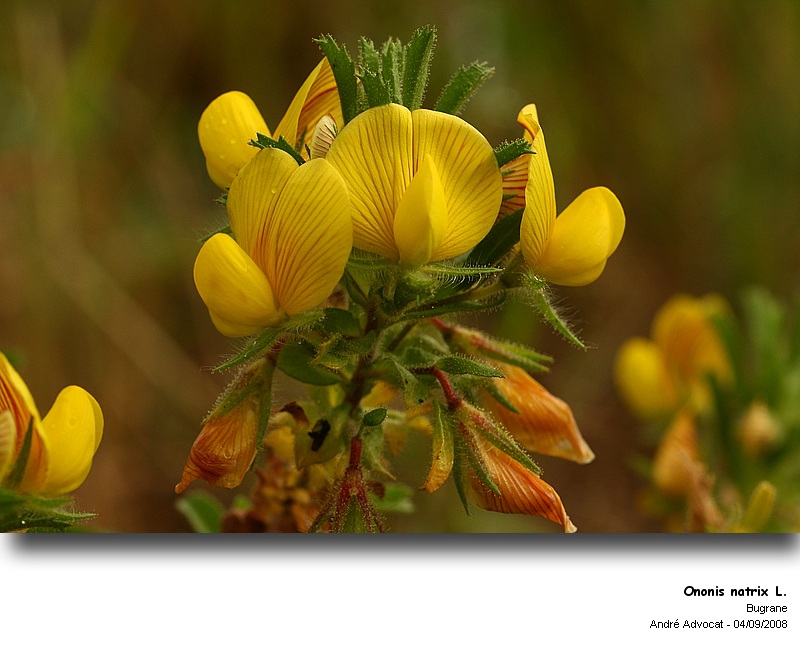 Ononis natrix L. (Le Bugrane jaune) #79375