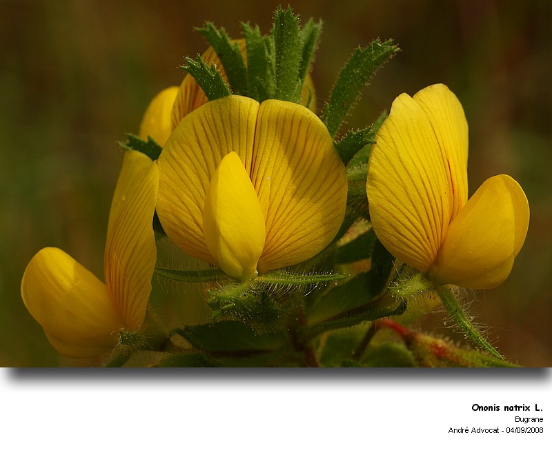Ononis natrix L. (Le Bugrane jaune) #79376