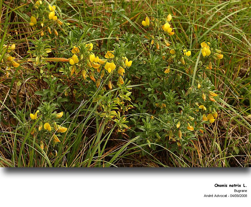 Ononis natrix L. (Le Bugrane jaune) #79374