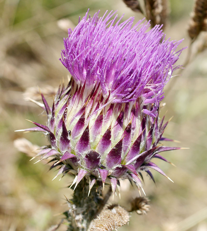 Onopordum illyricum #55582