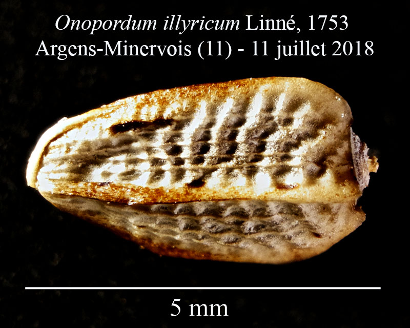 Onopordum illyricum #55586