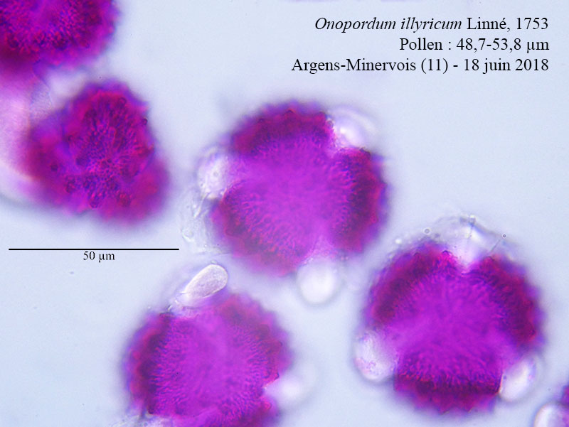 Onopordum illyricum #55589