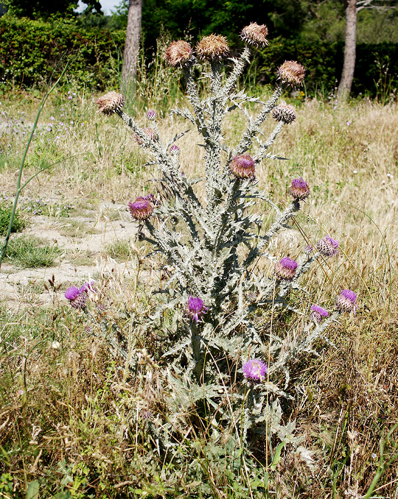 Onopordum illyricum #55577