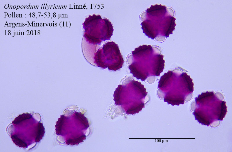 Onopordum illyricum #55588