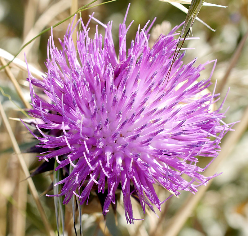 Onopordum illyricum #55580