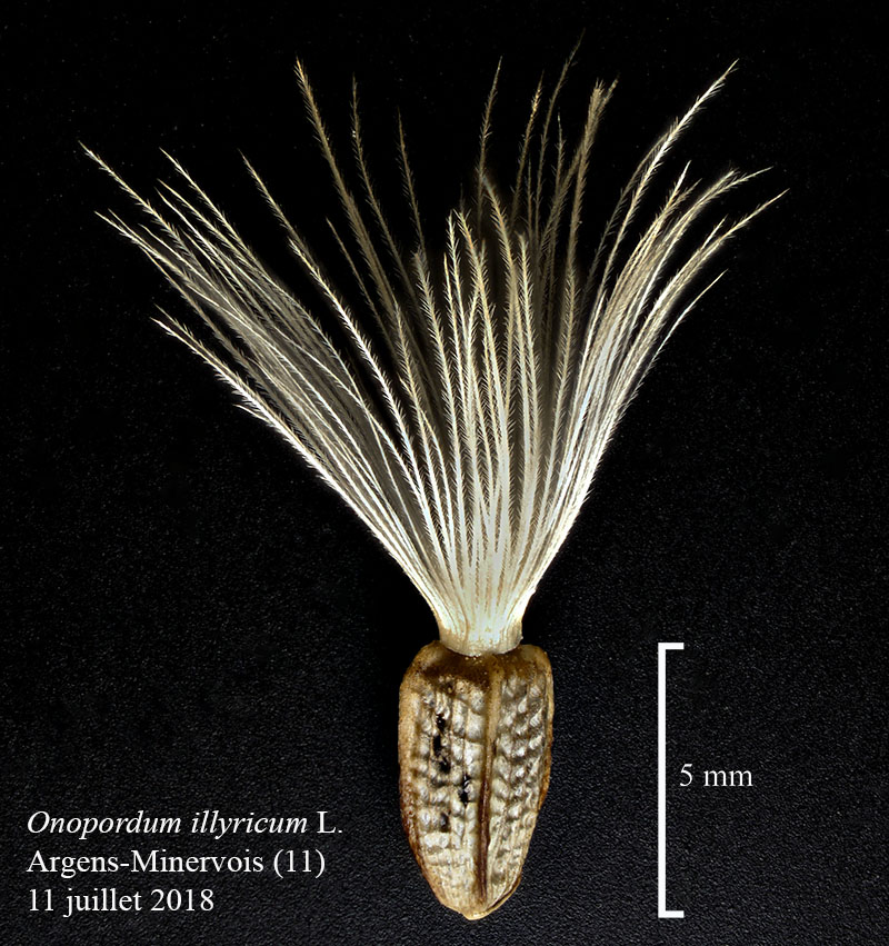 Onopordum illyricum #55585