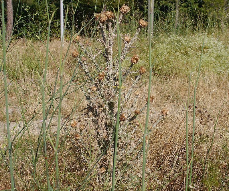 Onopordum illyricum #55583