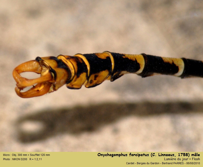 Onychogomphus forcipatus L. 1758 #19458