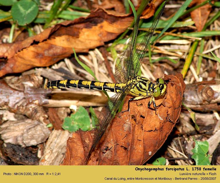 Onychogomphus forcipatus L. 1758 #107