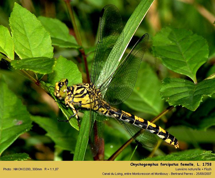 Onychogomphus forcipatus L. 1758 #106