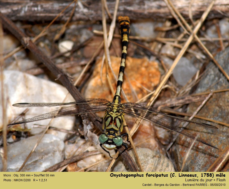Onychogomphus forcipatus L. 1758 #19457