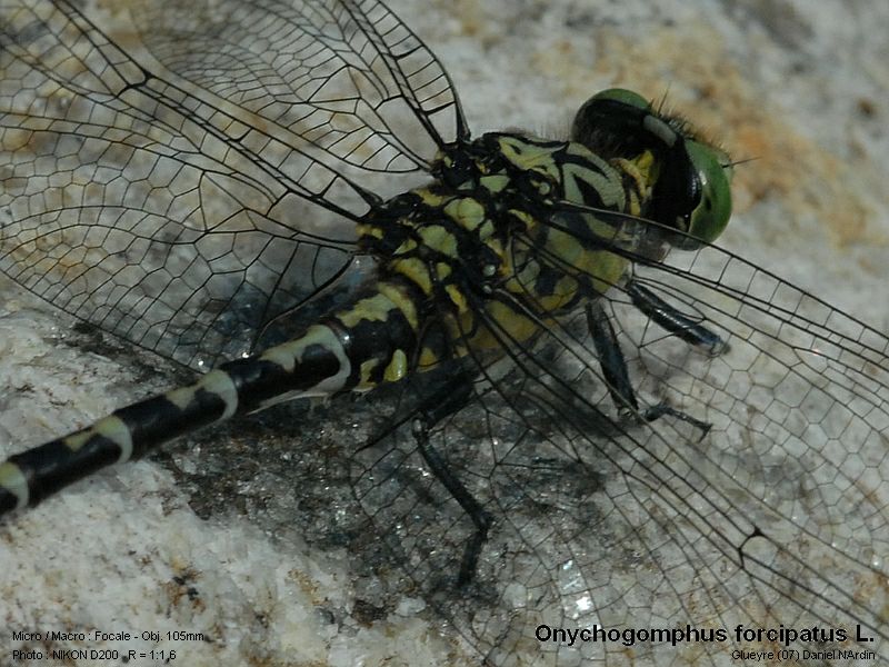 Onychogomphus forcipatus L.  ; Le gomphe à pinces #4723