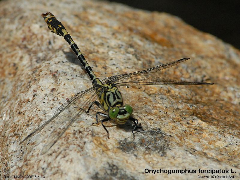 Onychogomphus forcipatus L.  ; Le gomphe à pinces #4722