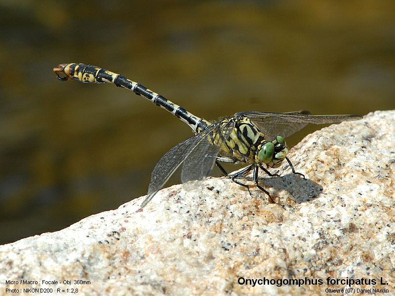 Onychogomphus forcipatus L.  ; Le gomphe à pinces #4719