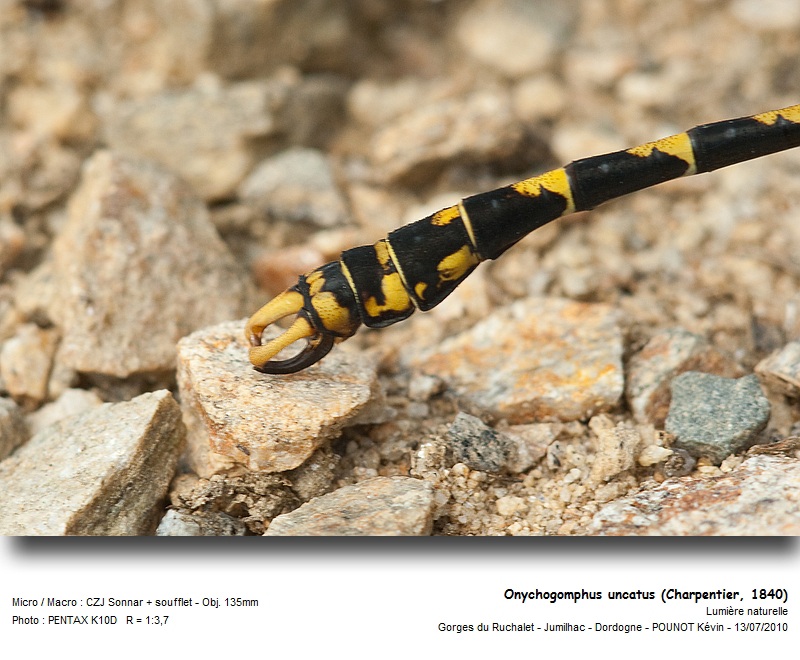 Onychogomphus uncatus (Charpentier, 1840) #17115