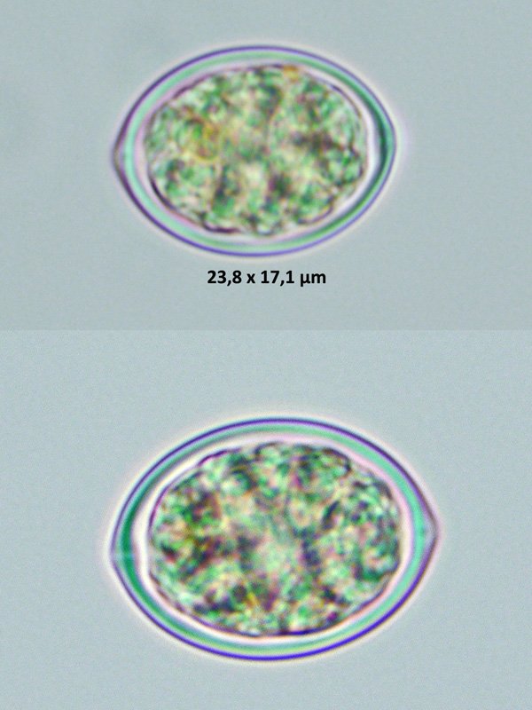 Oocystis solitaria #79348