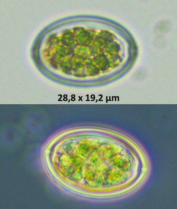 Oocystis solitaria #79347