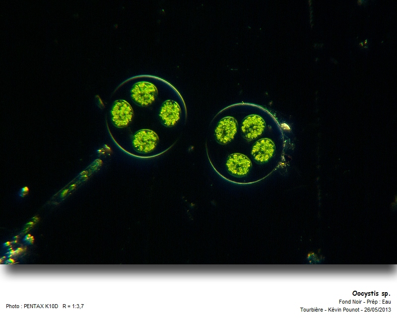 Oocystis sp. #31393