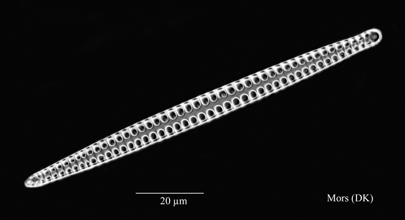 Opephora gemmata #61963