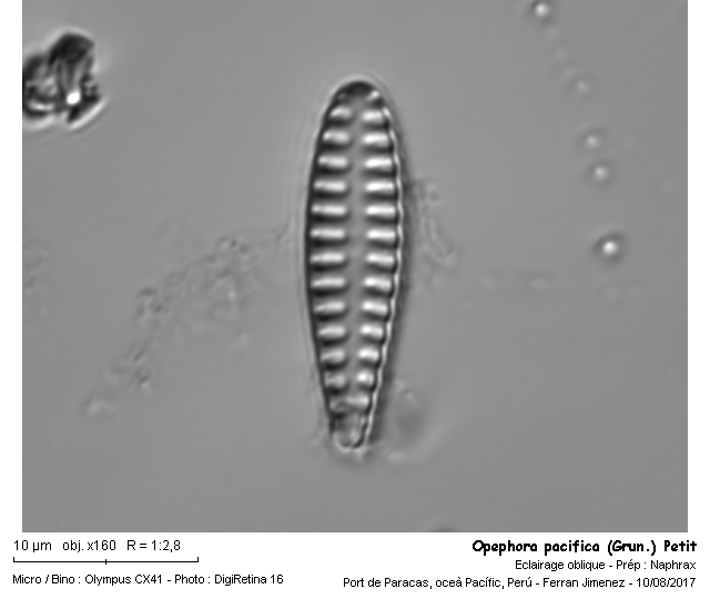 Opephora pacifica (Grun.) Petit #51507