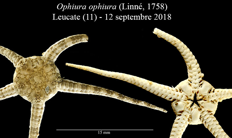 Ophiura ophiura #56348