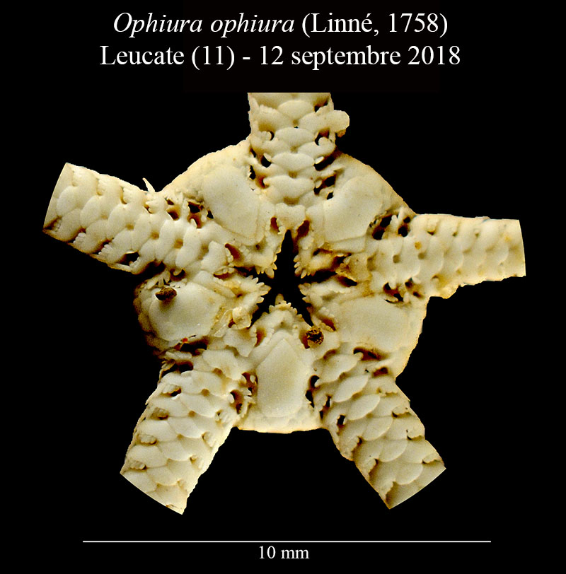 Ophiura ophiura #56350