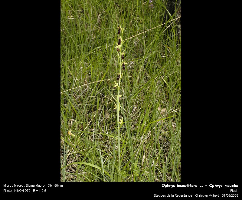Ophrys   insectifera   L.  - Ophrys mouche (orchidacées) #4172