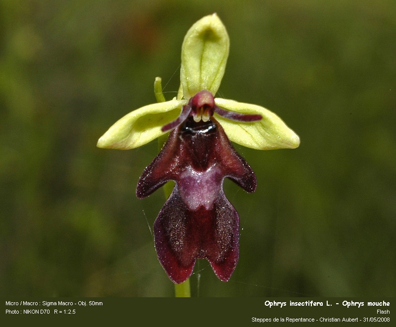 Ophrys   insectifera   L.  - Ophrys mouche (orchidacées) #4174