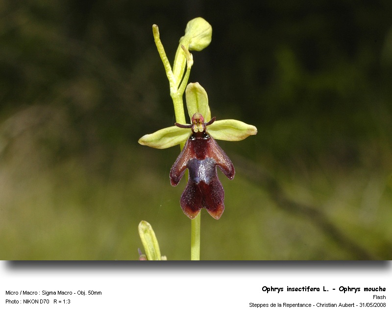 Ophrys   insectifera   L.  - Ophrys mouche (orchidacées) #4173