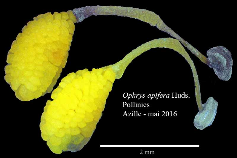 Ophrys apifera Hudson, 1762 #45271