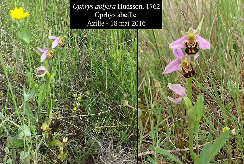 Ophrys apifera Hudson, 1762 #45269
