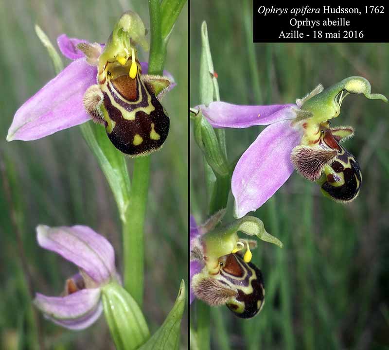 Ophrys apifera Hudson, 1762 #45270