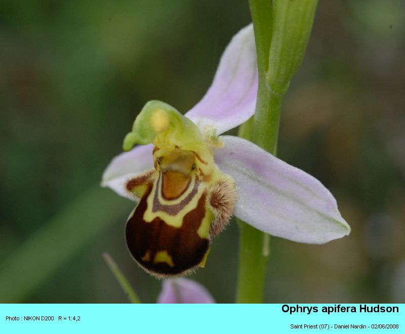 Ophrys apifera Hudson ; L’ophrys abeille #4207