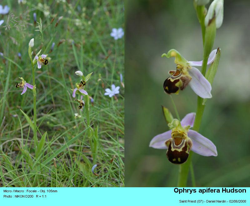 Ophrys apifera Hudson ; L’ophrys abeille #4206