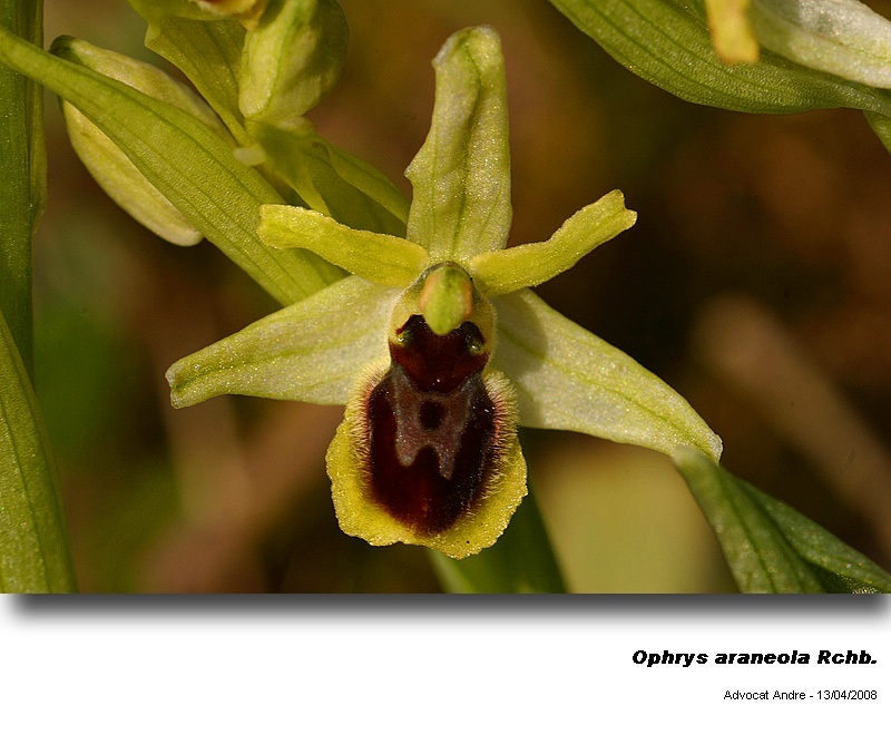 Ophrys araneola Rchb.   (Ophrys araignée) #3301