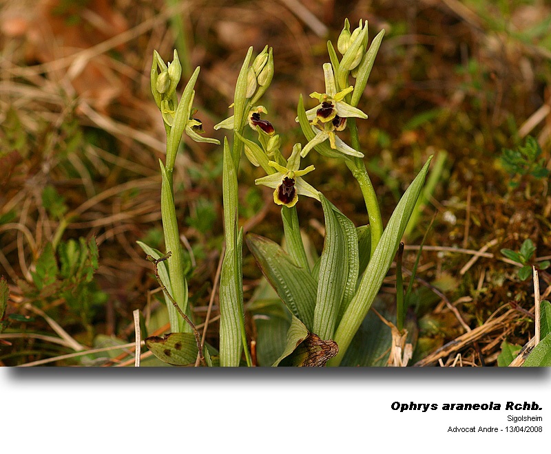 Ophrys araneola Rchb.   (Ophrys araignée) #3300