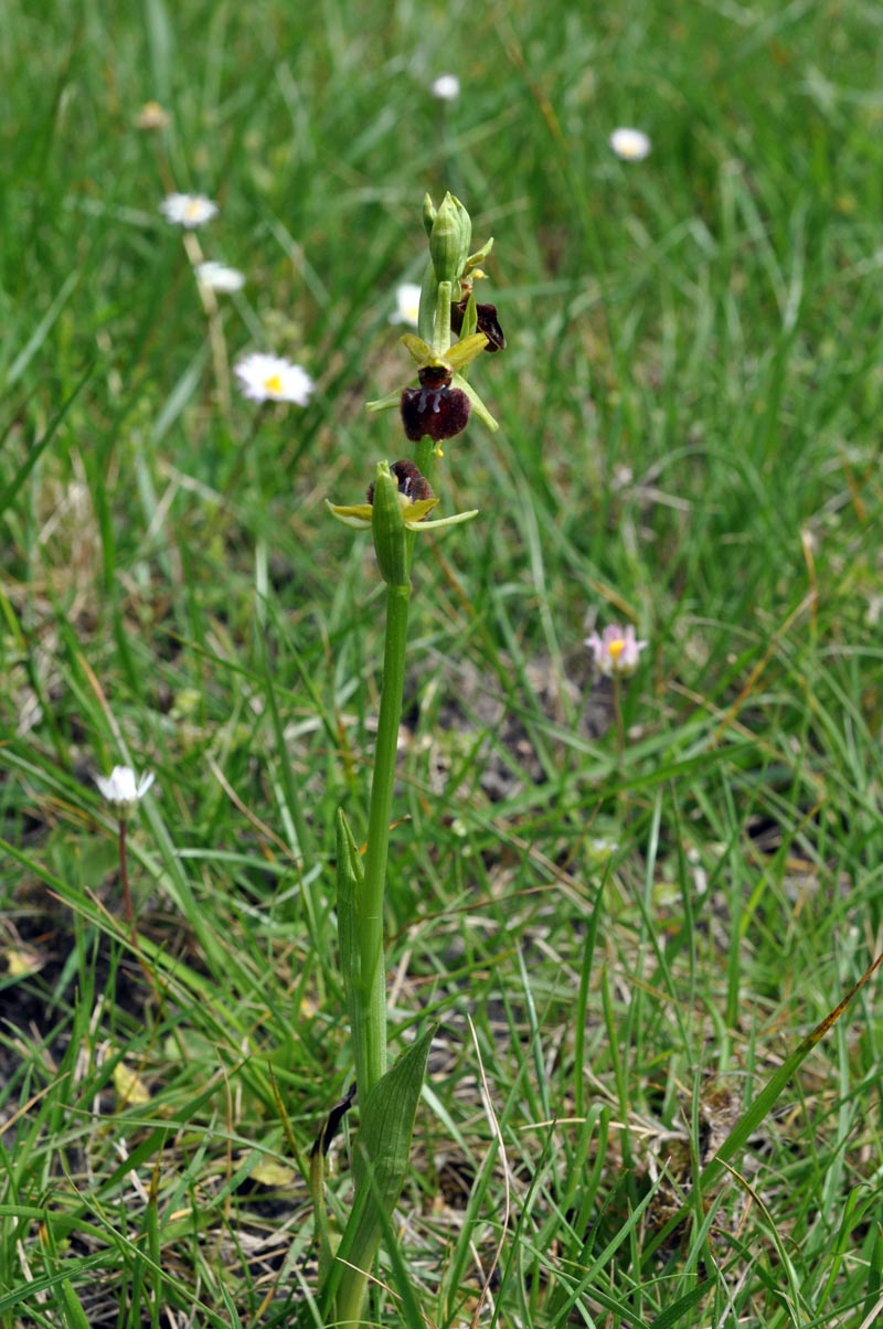 Ophrys aranifera Hudson, 1778 #37287