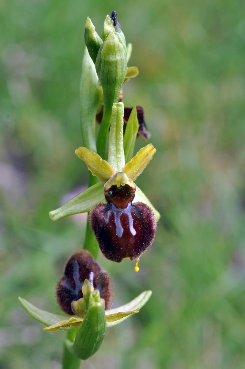 Ophrys aranifera Hudson, 1778 #37288
