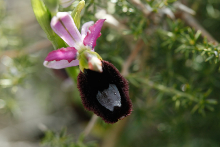 Ophrys Bertolonii #22127
